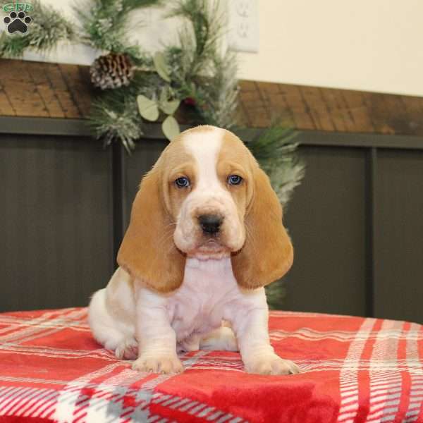 Skye, Basset Hound Puppy